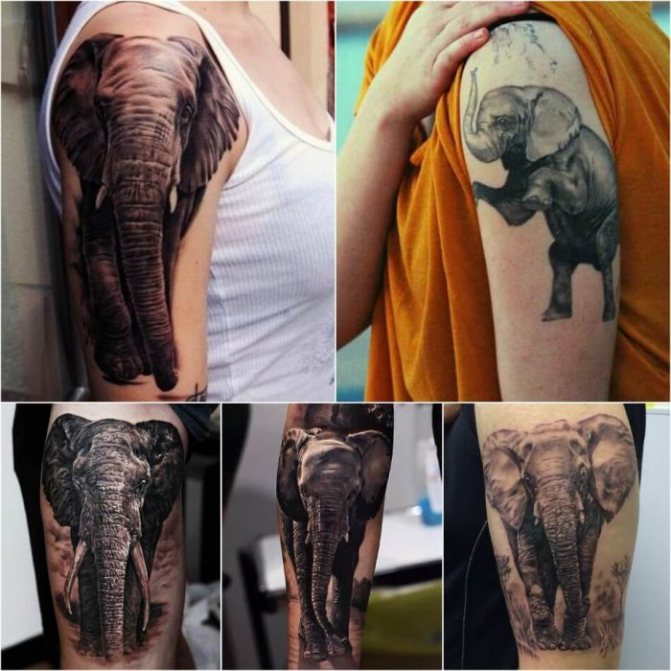 Tattoo animals - tattoo animals - elephant tattoo - tattoo elephant - tattoo animals