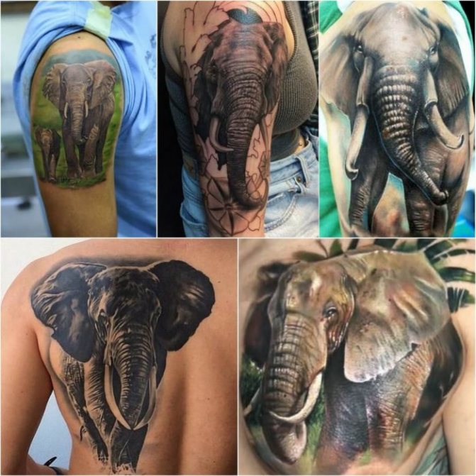 Tattoo animals - tattoo animals - elephant tattoo - tattoo elephant - tattoo animals