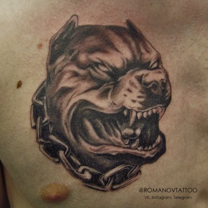 aggressive pit bull tattoo on chest