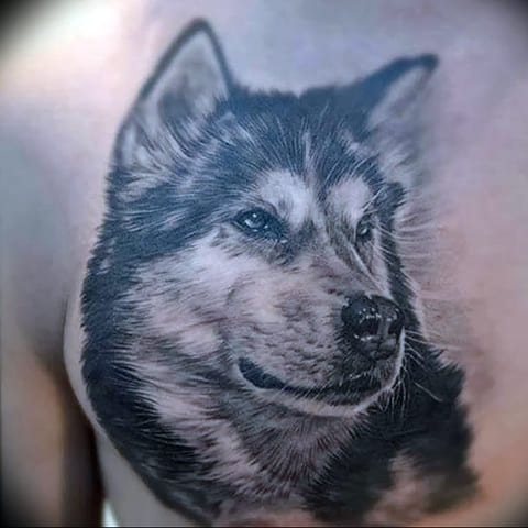 Husky tattoo on his back