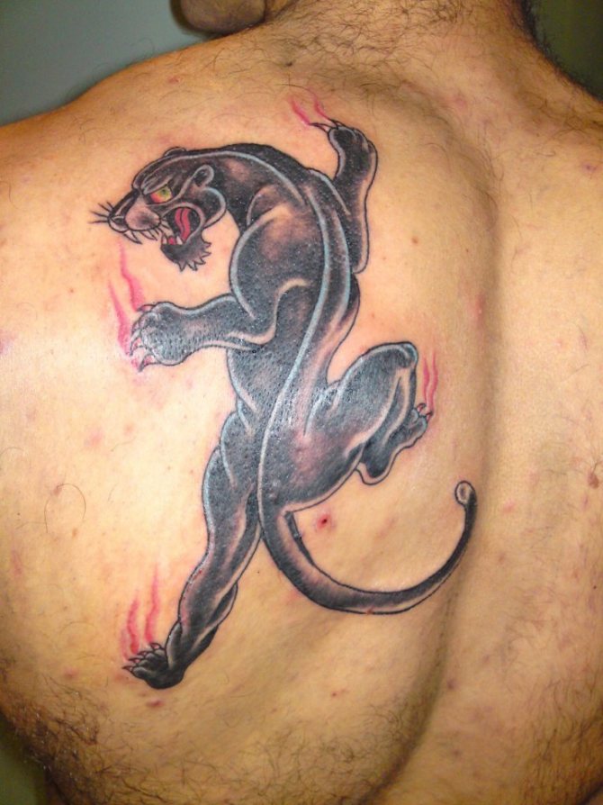 Panther tattoo on male shoulder blade