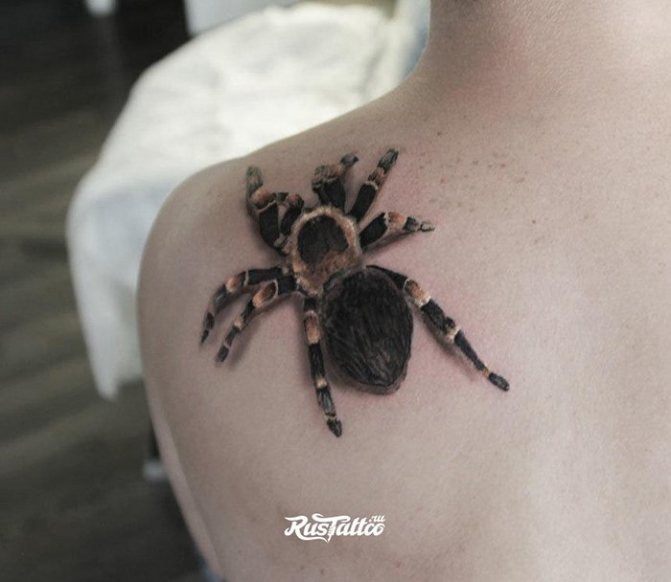 Realism back spider tattoo