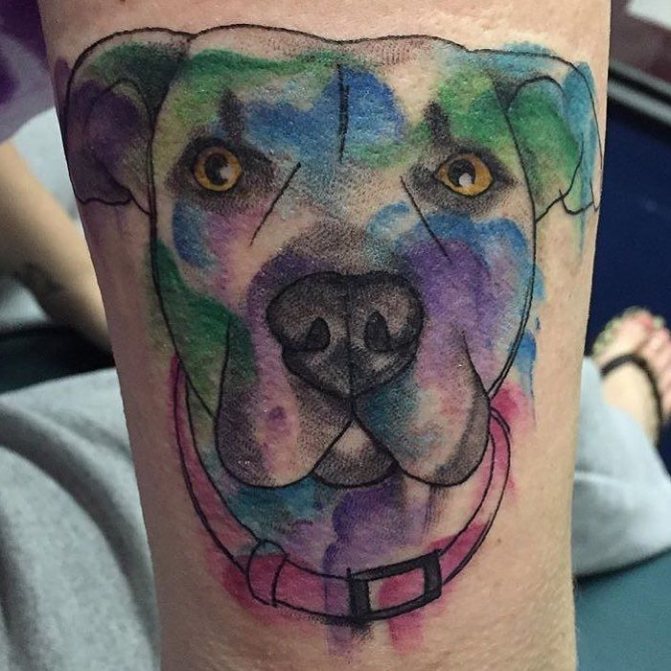 watercolor pit bull tattoo on his arm