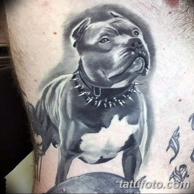 blackwork pit bull realism tattoo on chest