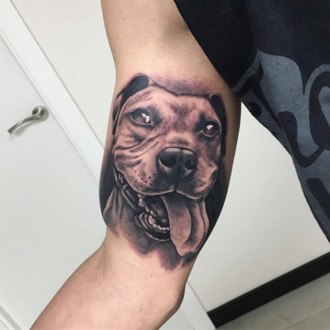 Pit bull realism tattoo on biceps