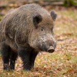 wild boar animal