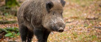 wild boar animal