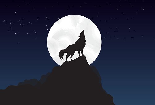 Wolf, Standing, Walking, Moon, Night