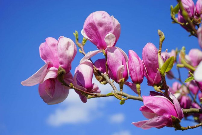 Bright magnolia flowers