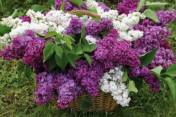 Order a basket of lilac with white and purple bunches in the flower shop - your beloved will melt with emotion.