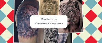 The meaning of a tattoo with the image of a lion.