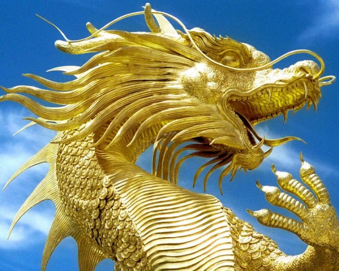 The gold dragon